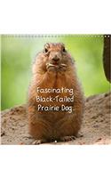 Fascinating Black-Tailed Prairie Dog 2017