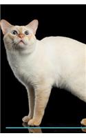 Mekong Bobtail Affirmations Workbook Mekong Bobtail Presents: Positive and Loving Affirmations Workbook. Includes: Mentoring Questions, Guidance, Supporting You.