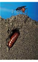 Insect Journal Wasp Lays Egg Earworm Pupal Tunnel Entomology: (Notebook, Diary, Blank Book)