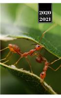 Ant Insect Myrmecology Week Planner Weekly Organizer Calendar 2020 / 2021 - Between the Leaves