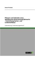 Pflanzen und Anbinden eines Apfelbaumes (Unterweisung Gärtner/in - Fachrichtung Garten- und Landschaftsbau)
