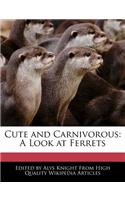 Cute and Carnivorous: A Look at Ferrets