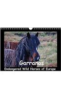 Garranos - Endangered Wild Horses of Europe 2018