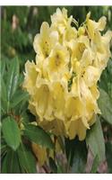 Floral Journal Rhododendron Blooms: (Notebook, Diary, Blank Book)