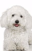 2020 Daily Planner White Poodle Dog Photo 388 Pages