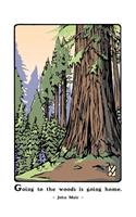 Giant Sequoia (Boxed)