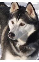 Beautiful Husky Dog in the Snow Journal: 150 Page Lined Notebook/Diary(English)