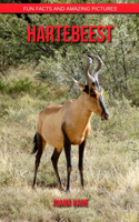 Hartebeest