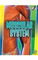 Muscular System: (Body Systems)