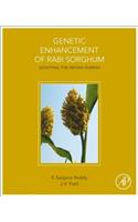 Genetic Enhancement of Rabi Sorghum