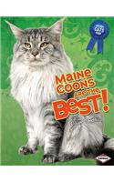 Maine Coons Are the Best!