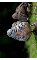 The Zebra Dove Bird Journal: 150 page lined notebook/diary