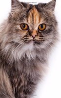 Chinchilla Persian Cat Journal