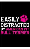 Easily Distracted by American Pit Bull Terrier