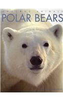 Polar Bears: Polar Bears(Amazing Animals (Creative Education Paperback))
