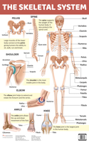 The Skeletal System - Charts