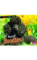 All About Poodles