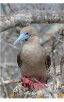 Red-footed Booby Bird Journal: 150 page lined notebook/diary