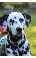 Dalmatian Portrait Dog Journal