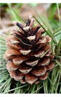 A Pine Cone on the Tree Journal
