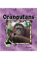 Orangutans