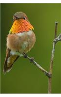 Hummingbird Journal