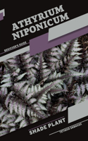 Athyrium niponicum