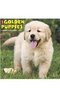 Just Golden Puppies 2019 Wall Calendar (Dog Breed Calendar)