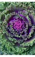 Ornamental Cabbage Journal
