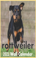 Rottweiler 2021 calendar: Rottweiler dog Animal calendar with 16 months of awesome Rottweiler "8.5x8.5" Inch Glossy & finished