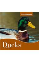 Ducks: (Animals, Animals)