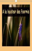 A Hauteur Des Fourmis 2018