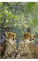 Two Elegant Curious Cheetahs Big Cats Journal: 150 Page Lined Notebook/Diary