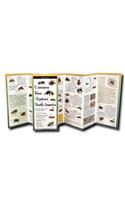 Common Bees of Eastern North America