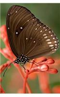 Striped Core Butterfly: The Common Crow Is a Glossy-Black Butterfly with Brown Undersides with White Markings