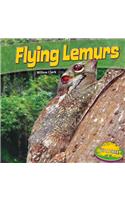 Flying Lemurs