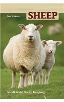 Sheep