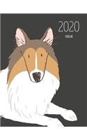 2020 Collie