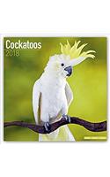 Cockatoos Calendar 2018