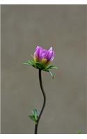 Blossom Notebook: 150 Lined Pages, Softcover, 6 X 9