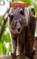 Binturong: Immagini bellissime e fatti interessanti Libro per bambini sui Binturong