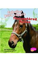 Caballos Pura Sangre/Thoroughbred Horses