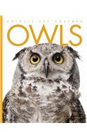 Owls