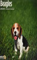 BEAGLES WALL CALENDAR 2020