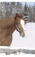 2020 Weekly Planner Horse Photo Equine Winter Horse Snow 134 Pages: 2020 Planners Calendars Organizers Datebooks Appointment Books Agendas