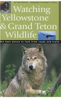 Watching Yellowstone & Grand Teton Wildlife