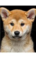 Shiba Inu Notebook: 8.5 x 11, College Ruled, 150 Pages for Elementary, Primary, Middle, High School or University For Dog Fans