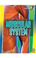 Muscular System