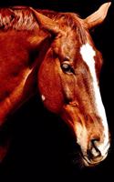 Horse Lovers Gift For Girls, Boys, Women & Men