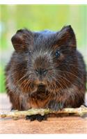 My Favorite Animal, Guinea Pig Journal: Take Notes, Write Down Memories in this 150 Page Lined Journal